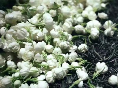 喝茶治口臭嗎，什么茶治口臭好？