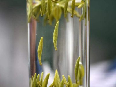 茶葉的專業(yè)知識(shí)，關(guān)于茶的基本知識(shí)大全