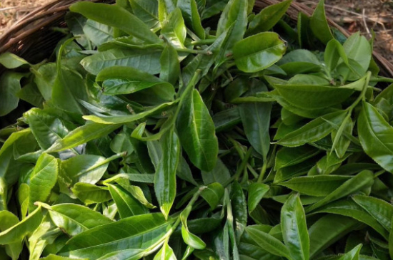 最耐泡的茶葉排名，什么茶葉經(jīng)久耐泡？
