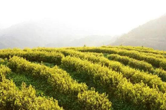 黃金茶的功效及禁忌癥，黃金茶有什么副作用嗎？