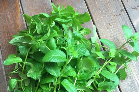 薄荷茶的功效與作用，喝薄荷茶有什么好處？