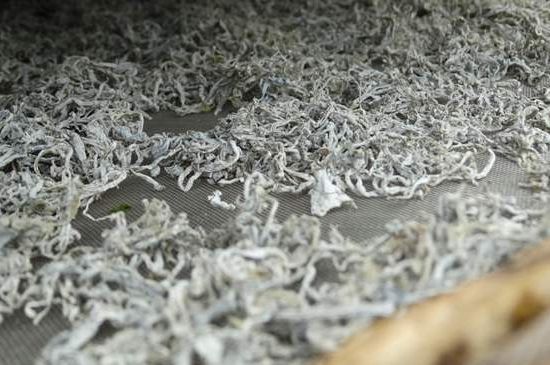 麗江雪茶的功效與作用，白雪茶有什么功效和作用