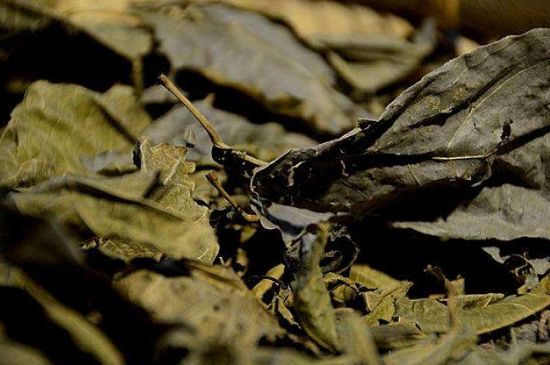 鷓鴣茶什么人不適合喝，鷓鴣茶的禁忌人群