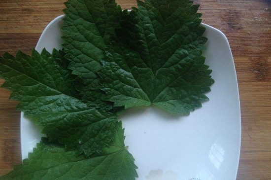 薄荷茶的功效與作用，喝薄荷茶有什么好處？