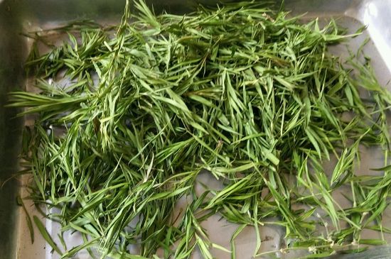 哪類人不適合喝石竹茶，石竹茶的功效與禁忌