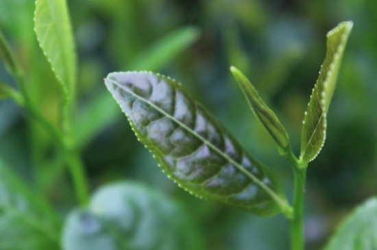 綠茶第一泡要倒掉嗎，為什么綠茶第一泡不喝？