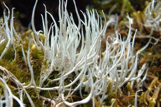 麗江雪茶的禁忌，白雪茶的副作用