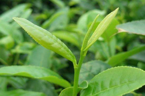 最耐泡的茶葉排名，什么茶葉經(jīng)久耐泡？