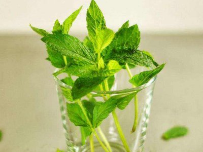 喝茶治口臭嗎，什么茶治口臭好？