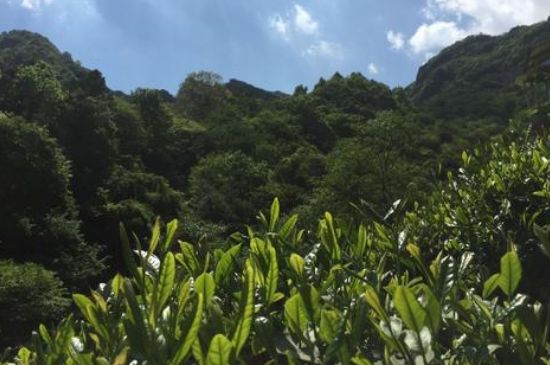 六安瓜片適合什么人喝，六安瓜片的功效與禁忌