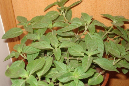 薄荷茶的功效與作用，喝薄荷茶有什么好處？