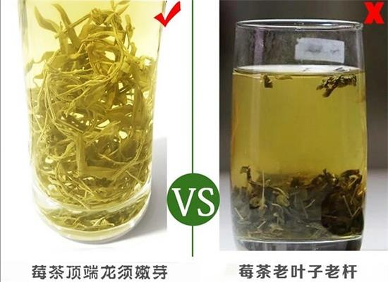 張家界茅巖莓茶與藤茶是同一種茶嗎，藤茶跟莓茶一不一樣？