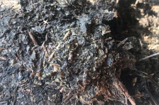 茯茶可以放在冰箱里存放嗎，茯磚茶如何儲存？