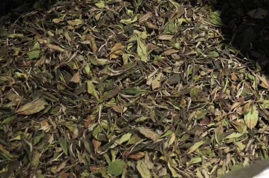 陳茶還是新茶好，茶葉是新茶好喝還是陳茶好喝