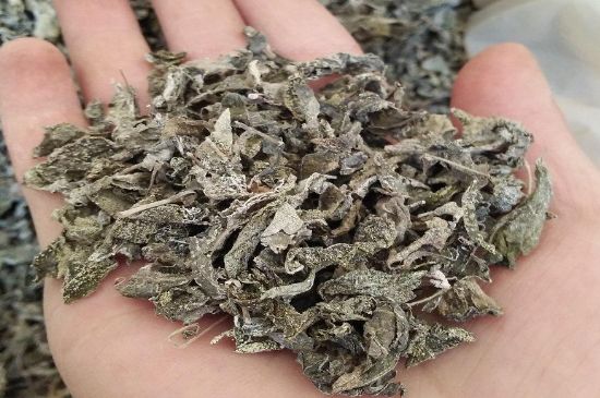 張家界莓茶真假對比，野生莓茶的鑒別方法