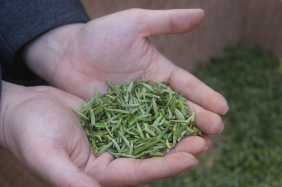 茶葉可以放冰箱嗎，茶需要放冰箱保存嗎