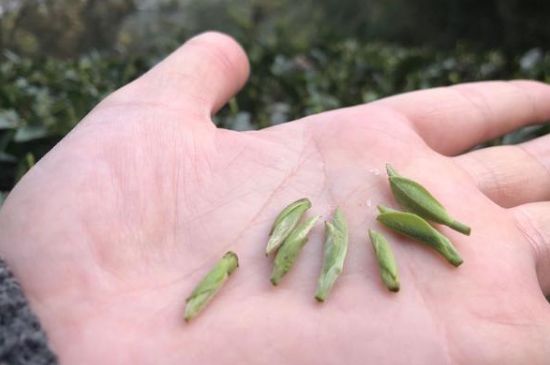 春茶季怎么辨別白毫銀針的好壞，好的白毫銀針如何選購？