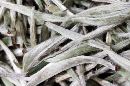 春茶上市白茶的好壞怎么區(qū)分，春白茶怎么分辨好不好？