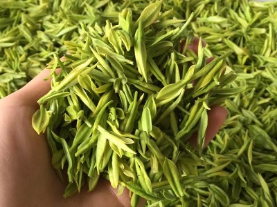 白茶品質(zhì)如何區(qū)分，白茶的優(yōu)劣質(zhì)量辨別方法