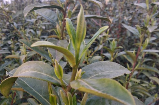 家庭如何保存碧螺春茶葉，蘇州洞庭碧螺春綠茶怎么保存？