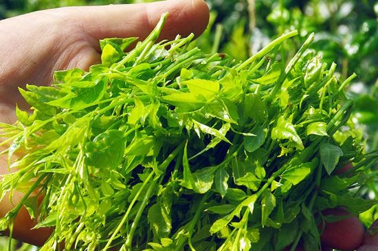 茅巖莓茶別名是什么，莓茶別名叫藤茶嗎？