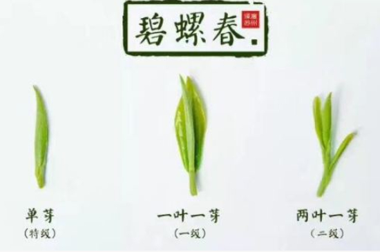 真假碧螺春泡水后區(qū)別，蘇州洞庭碧螺春怎樣鑒別好壞？