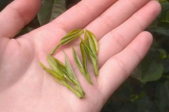 炒青茶為什么便宜，炒青綠茶好喝嗎？
