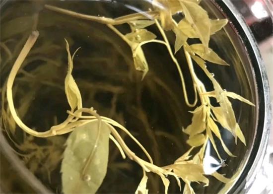 張家界茅巖莓茶與藤茶是同一種茶嗎，藤茶跟莓茶一不一樣？