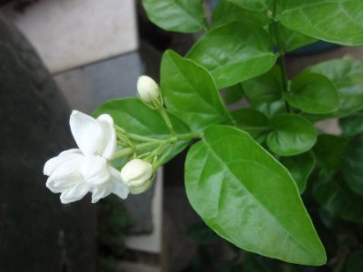 茉莉和什么一起泡最好，茉莉茶有幾種搭配？