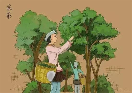 制茶八步驟，制茶工藝流程圖