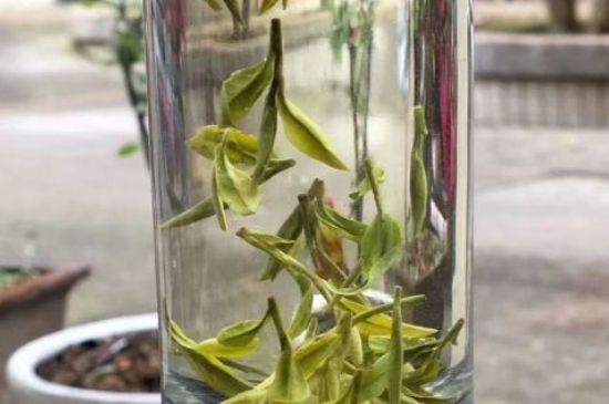 蒸汽煮茶器適合什么茶，蒸汽煮茶器適合用綠茶嗎？
