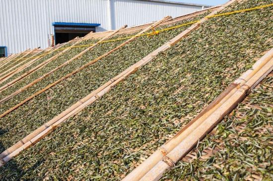 武夷巖茶的初制、精制加工工藝詳細(xì)講解