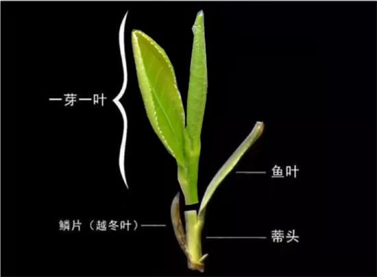 摘茶葉最快的方法，采摘茶葉怎么才能快？