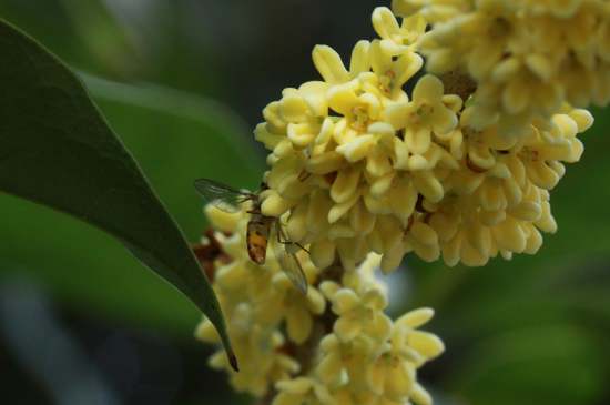 桂花茶禁忌，喝桂花茶有什么禁忌