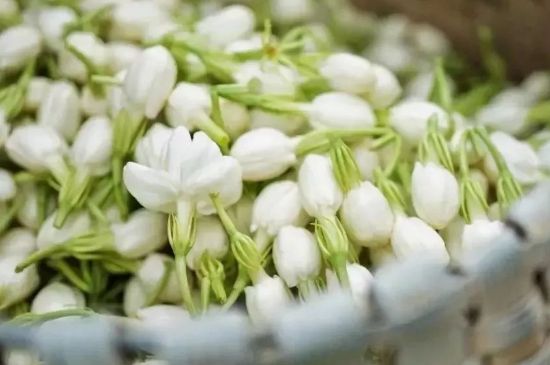 十大排毒養(yǎng)顏花茶，喝什么花茶排毒養(yǎng)顏