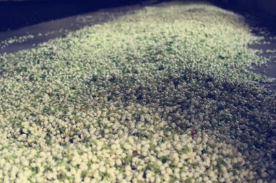 茉莉龍珠怎么做的，茉莉龍珠的制作工藝