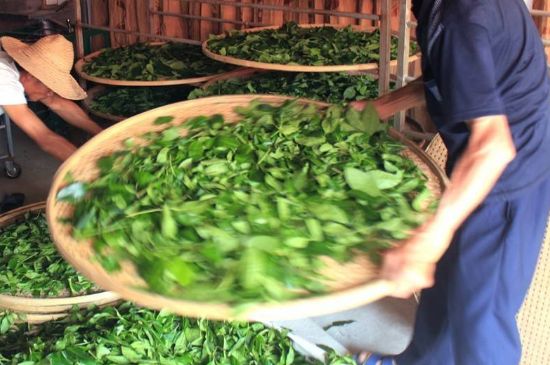 武夷巖茶的初制、精制加工工藝詳細(xì)講解