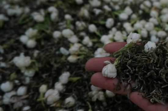 茉莉茶的種類和等級，茉莉花茶的分類