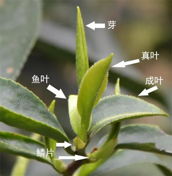 摘茶葉最快的方法，采摘茶葉怎么才能快？