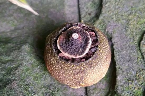 家庭自制柑普茶方法，小青柑制作9個(gè)步驟竅門(mén)（圖片）