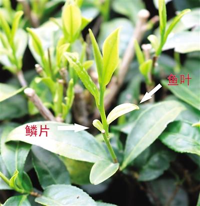 摘茶葉最快的方法，采摘茶葉怎么才能快？