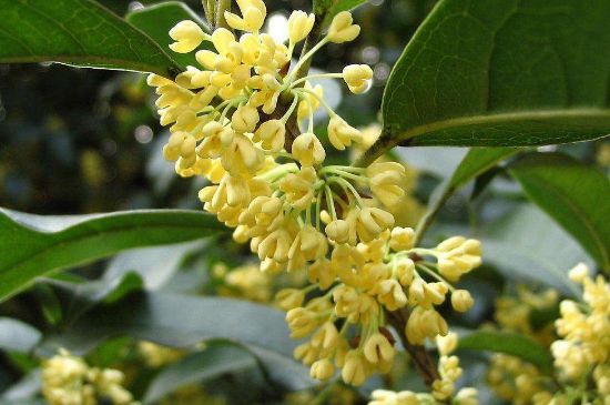 干桂花茶的制作方法，怎樣自制桂花茶？