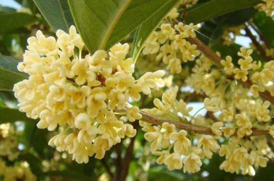 茉莉茶一次泡幾朵，茉莉茶放多少