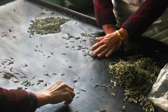 武夷巖茶的初制、精制加工工藝詳細(xì)講解