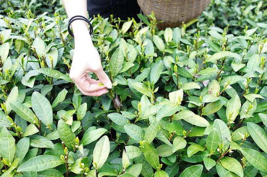 采茶的方法與步驟，如何正確采摘茶葉？