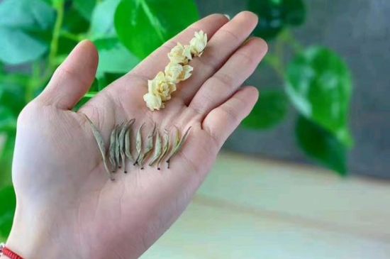 茉莉銀針口感，茉莉銀針是什么味道？