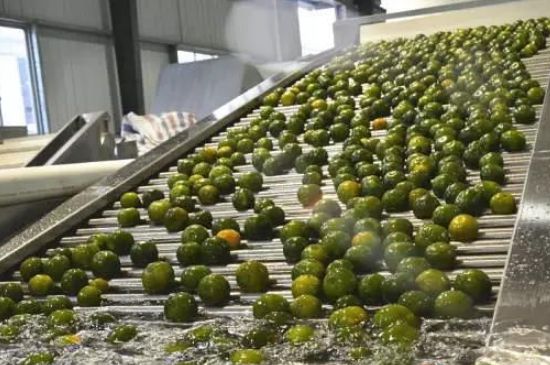 家庭自制柑普茶方法，小青柑制作9個(gè)步驟竅門(mén)（圖片）