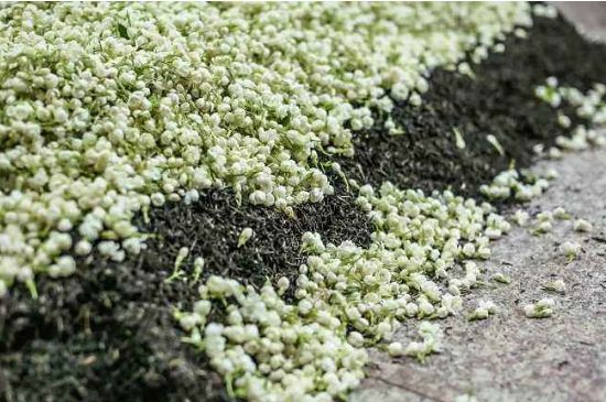 茉莉茶葉的功效與禁忌，什么人不適合喝茉莉花茶？