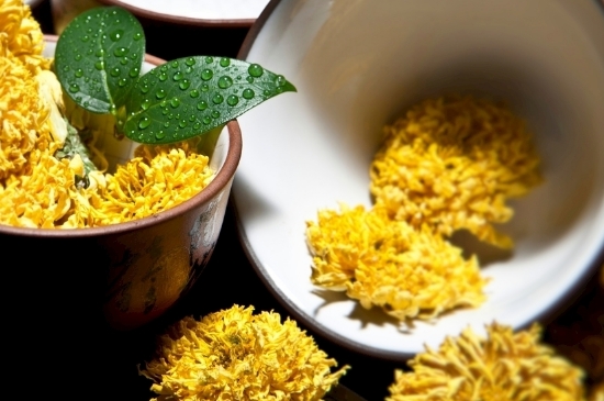 孕婦可以喝菊花茶嗎，菊花對胎兒有致畸作用？