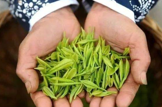 摘茶葉最快的方法，采摘茶葉怎么才能快？